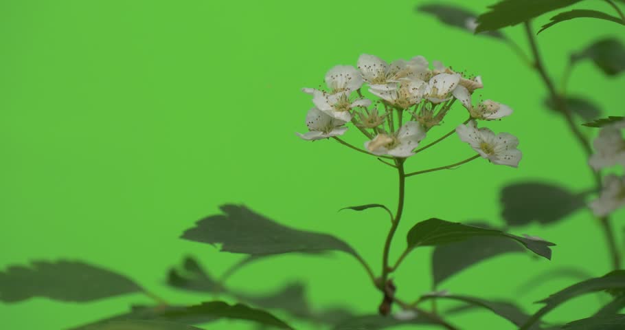 Header of spiraea