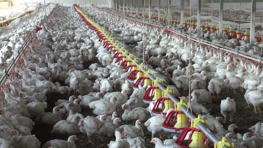 Intensive Factory Farming Of Chickens In Broiler Houses,South Africa ...