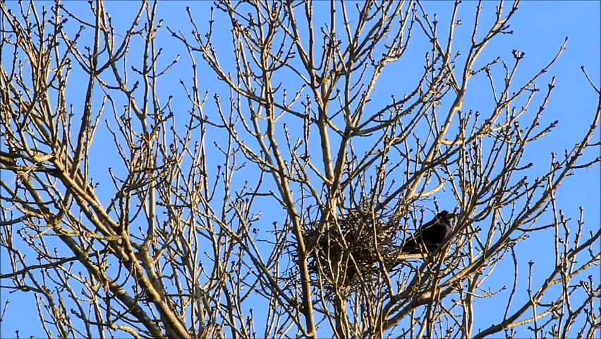 Ravens Nest Building Springtime Home Stock Footage Video 11094080 Shutterstock