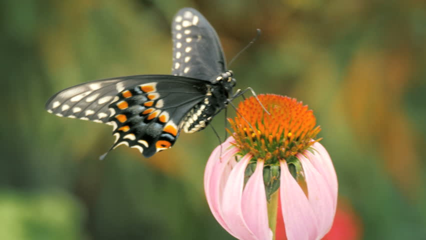 wild republic butterfly