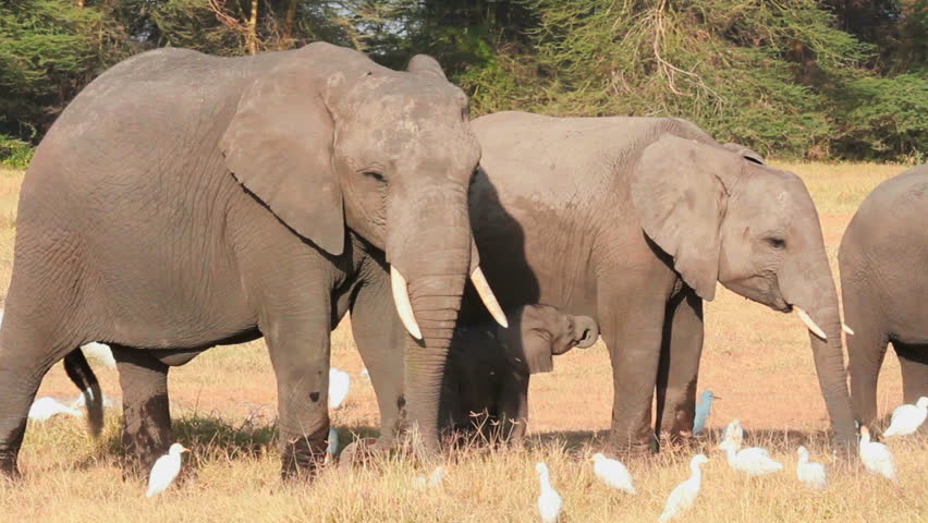 Elephants Eating Grass With Cattle Egrets In Amboseli Park, Kenya Stock