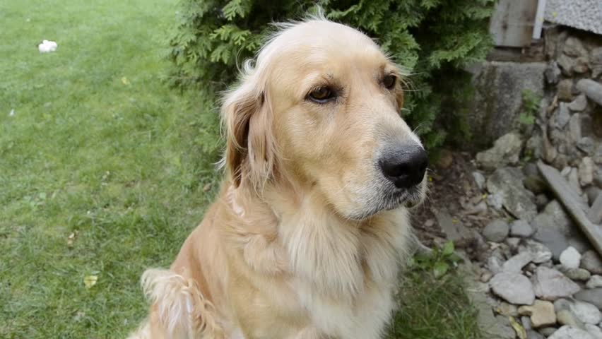 golden retriever droopy golden retriever looking towards stock footage 9115811 golden retriever droopy golden retriever looking towards stock footage 9115811