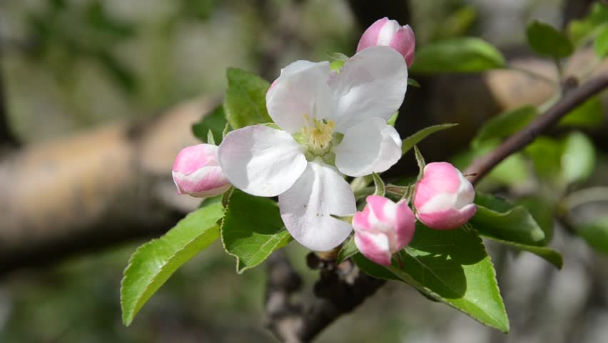 Apple Blossom Flowers With Green Leaves Footage 1280x720 Stock