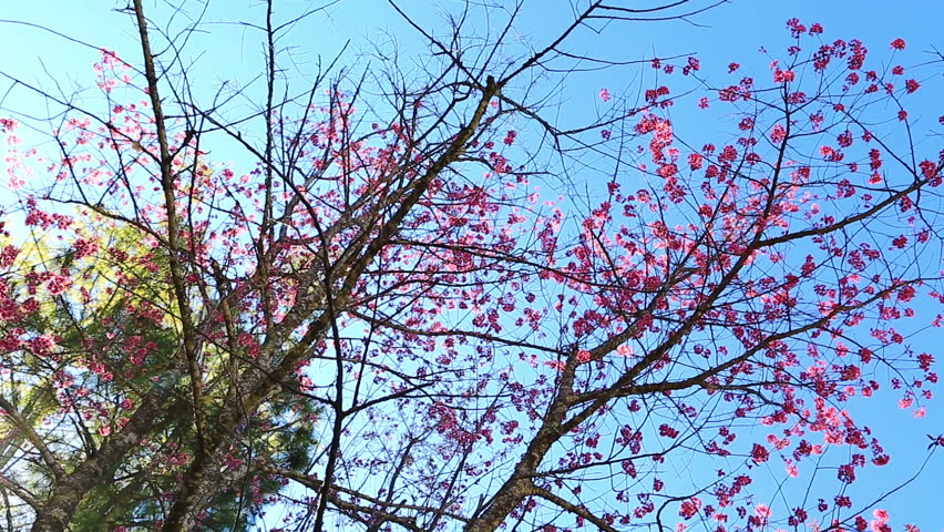 cherry tree range himalayan cherry tree or sour cherry prunus cerasoides its range extends in the himalayas cherry tree range himalayan cherry tree or sour cherry prunus cerasoides its range extends in the himalayas