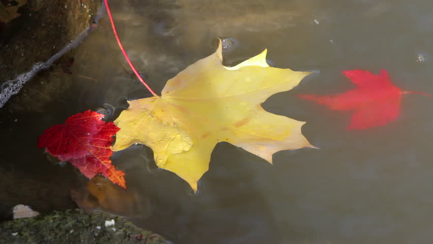 Image result for images of leaves floating down a stream