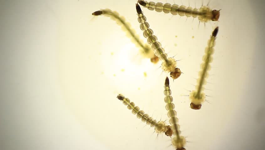 Macro Footage Of Wiggling Mosquito Larva Moving Around On Wet Surface
