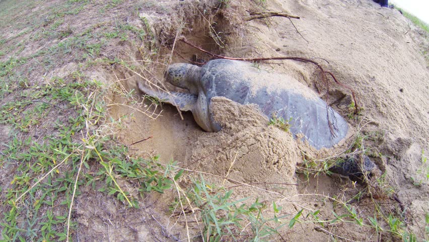 Green Turtle Digging A Hole On A Beach. Stock Footage Video 12288536 