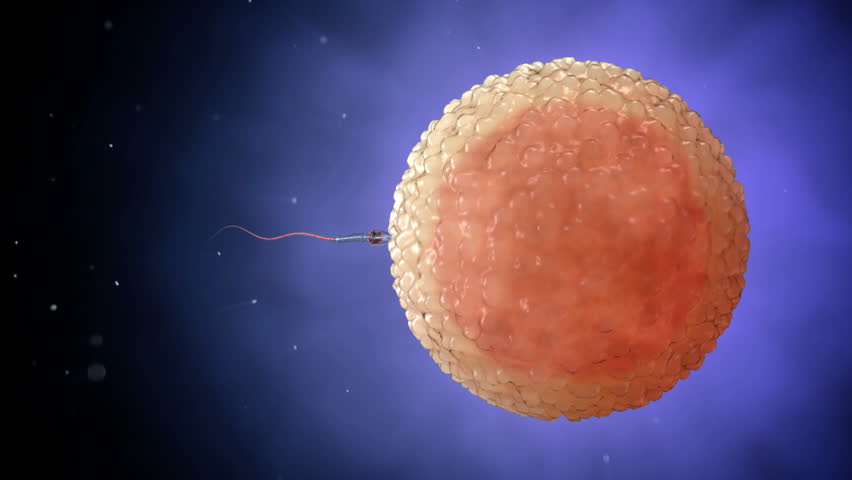 hds sperm Definition of