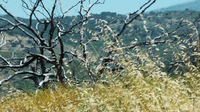 Burned Tree And Dry Grass Swaying In The Wind. Stock Footage Video 1674328 - Shutterstock