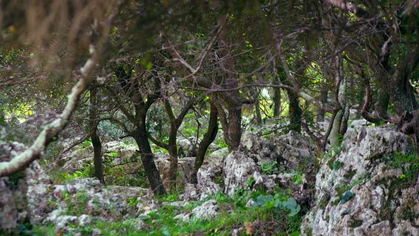 Static Shot Of Wind Blowing Through The Trees That Look Like They Are ...