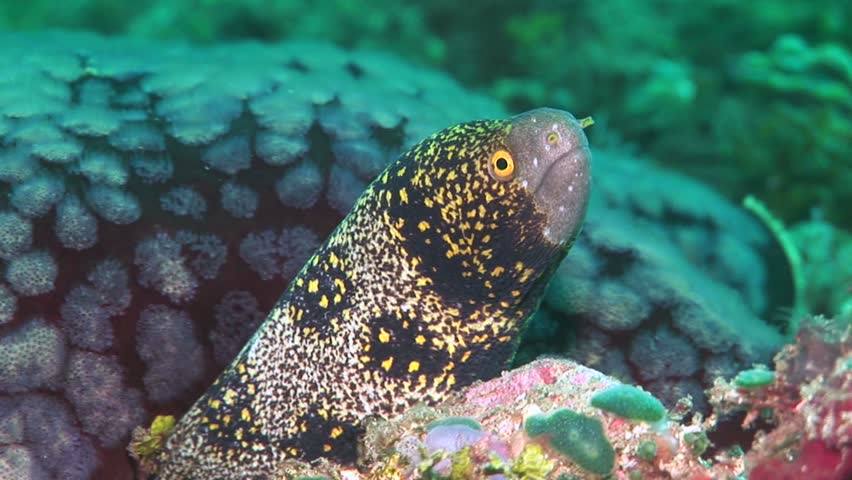 Beautiful Eel Under The Coral Called Snowflake Moray Eel ( Echidna ...