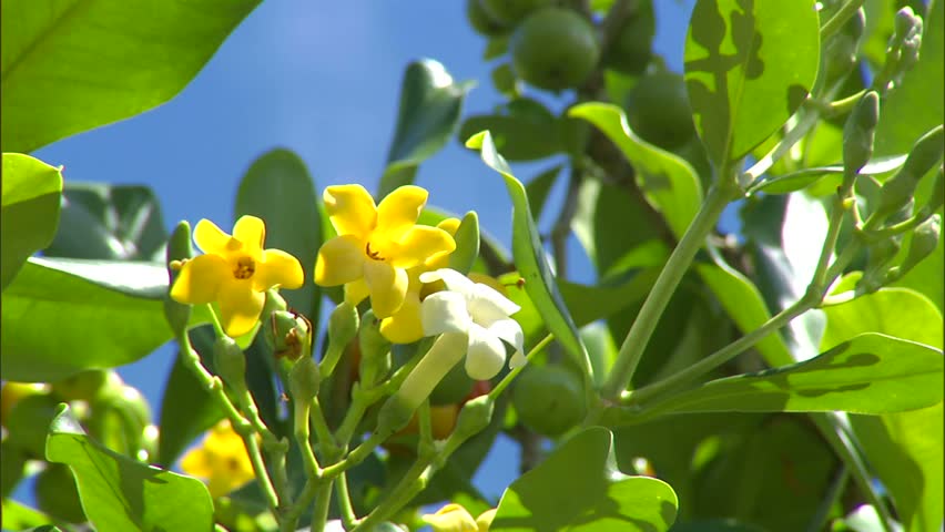 A Puakenikeni Flower Stock Footage Video 1822637 - Shutterstock