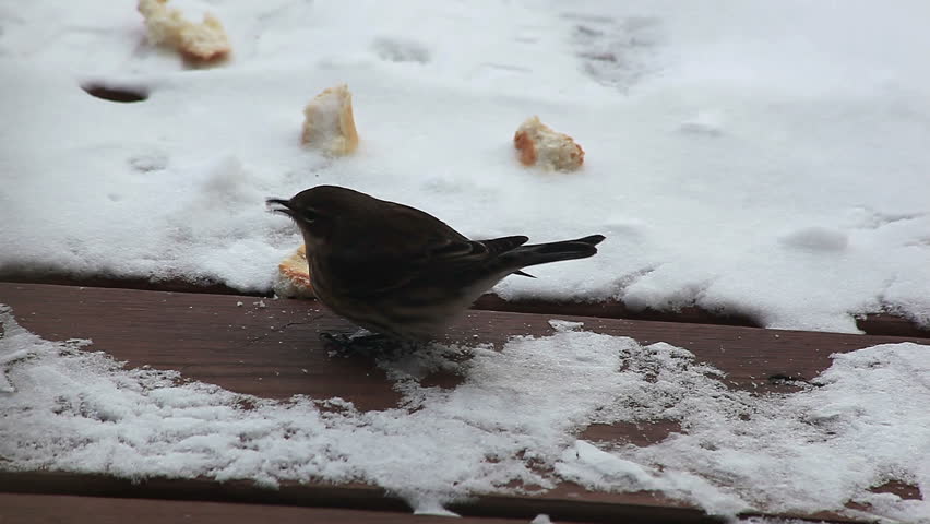 winter bird eating bread crumbs outdoors on the snow winter bird eating bread crumbs outdoors on the snow