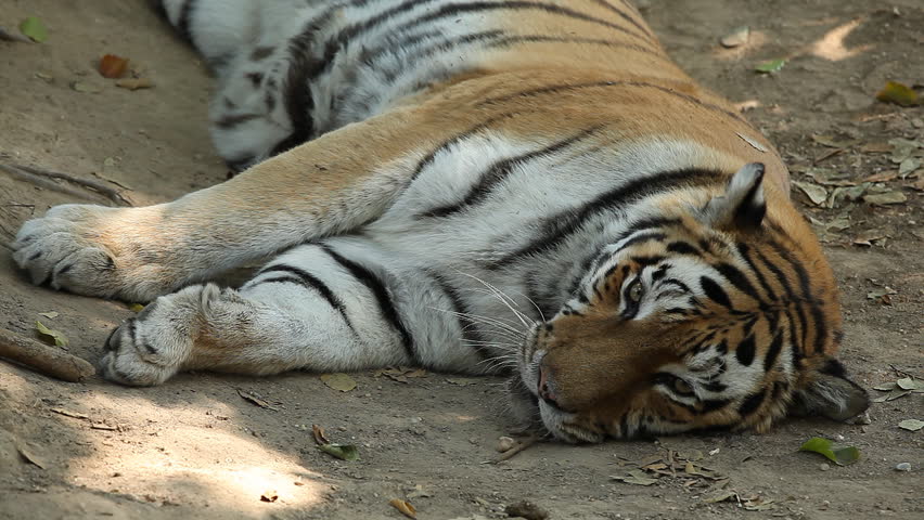 Orange Siberian Tiger Relaxing In Wild Stock Footage Video 1912990