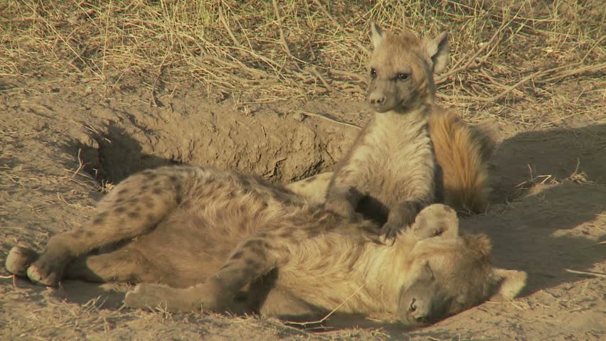 Hyena Den With Adults And Pups Hanging Outside Stock Footage Video