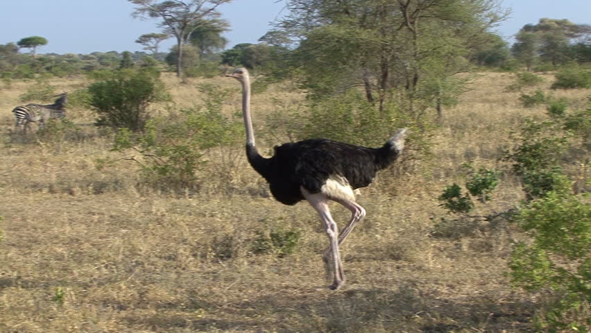 African Ostriches In The Desert Stock Footage Video 548905 ...