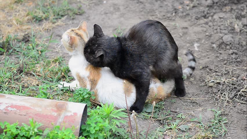 Mating Cats Outdoor Stock Footage Video 2476328 - Shutterstock