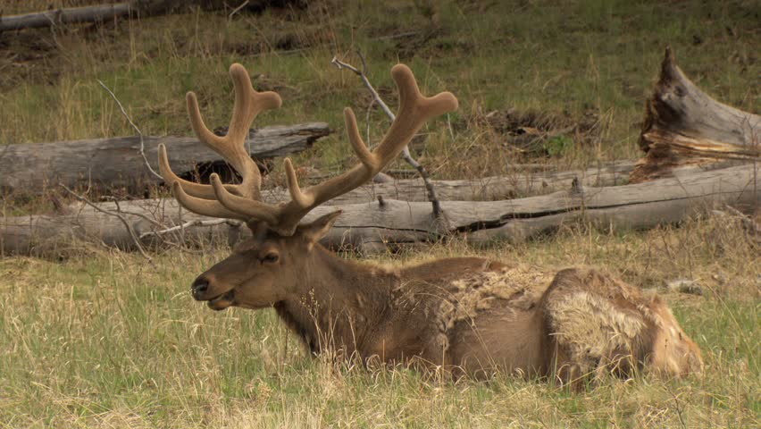 bull-elk-with-huge-fuzzy-antlers-sitting-in-grassy-meadow-chewing-stock