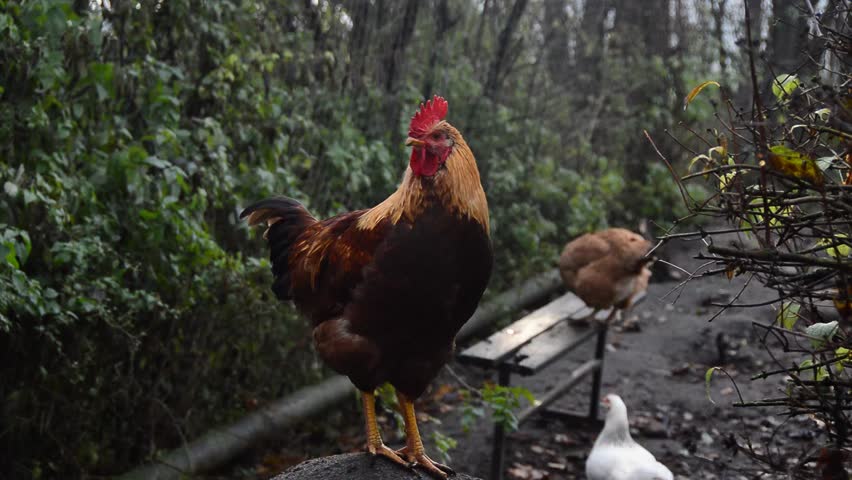 clip huge cock clip huge cock