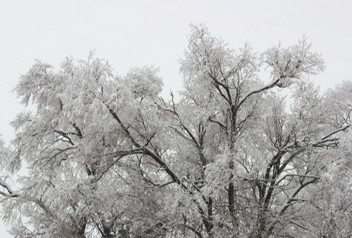 Snow Falling On A Cottonwood Tree. Stock Footage Video 36069 - Shutterstock