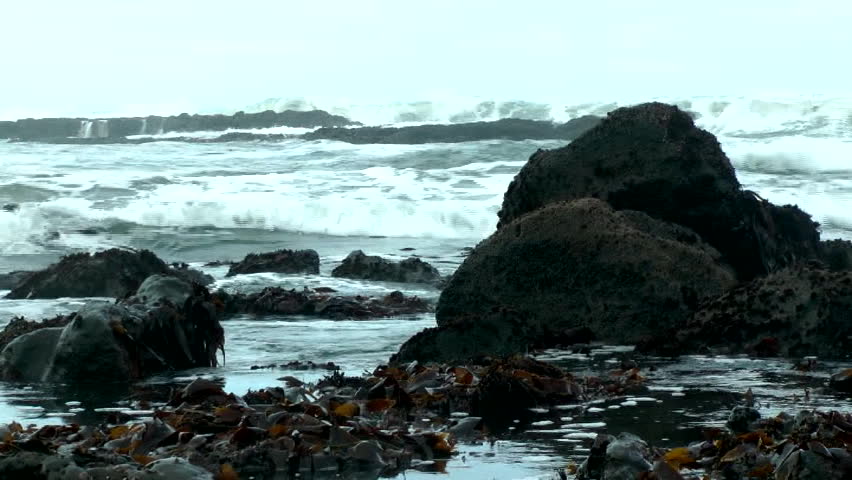 tide pools on the oregon coast stock footage video 3619328 tide pools on the oregon coast stock footage video 3619328