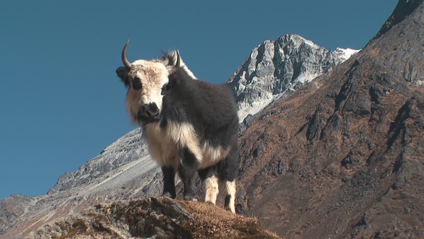 Himalayan Yak Stock Footage Video 3676880 - Shutterstock