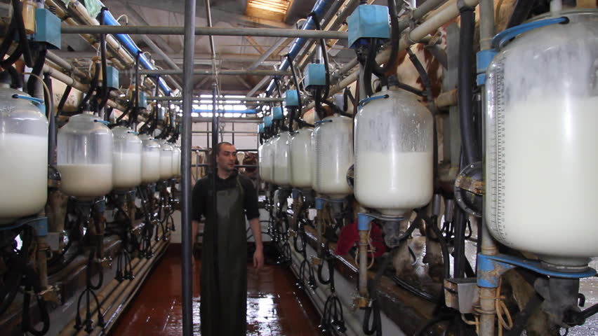 Milking Cows On Farm Working With Dairy Equipment Man Controlling