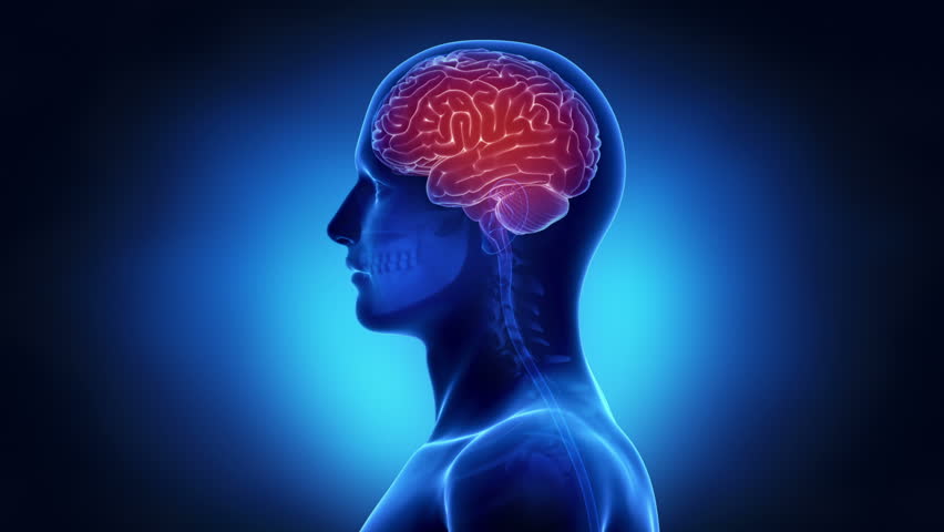 Man brain anatomy - HD stock footage clip