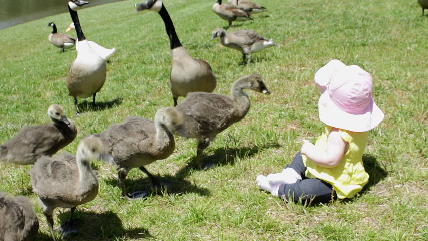 a cute infant girl sits among geese while they eat bread a cute infant girl sits among geese while they eat bread