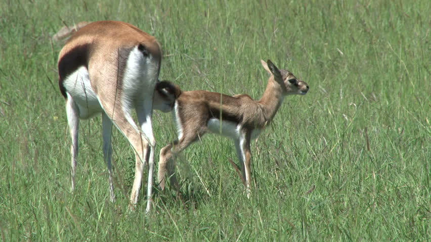 how to clean gazelles