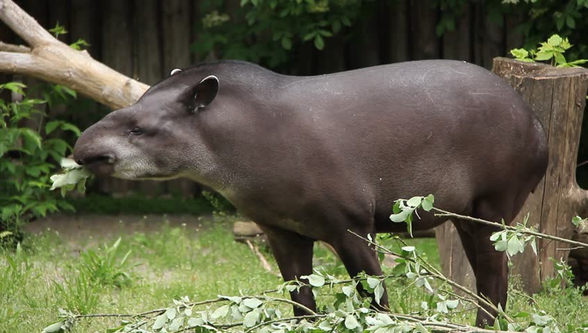 south-american-tapir-tapirus-terrestris-eat-leafs-stock-footage-video