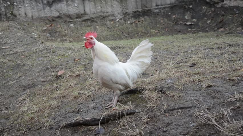 White Rooster Crowing In The Yard Hd Stock Footage Clip