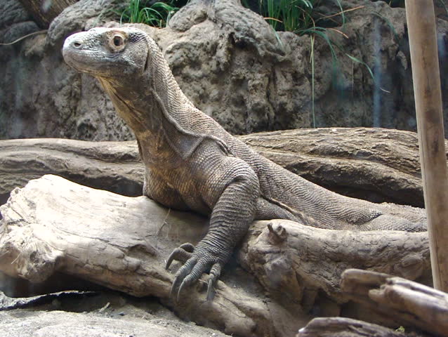 Komodo Dragon - Monitor Lizard [Varadus Komodoensis ...