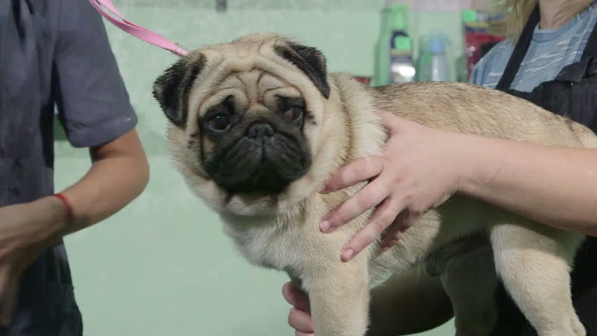 grooming pugs pug grooming at pet salon stock footage 4640084 grooming pugs pug grooming at pet salon stock footage 4640084