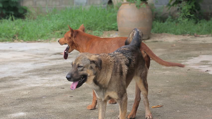 dog-mating-stock-footage-video-4674200-shutterstock