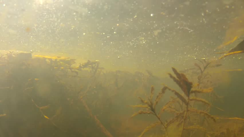 a-scary-and-murky-underwater-shot-in-a-mossy-pond-stock-footage-video