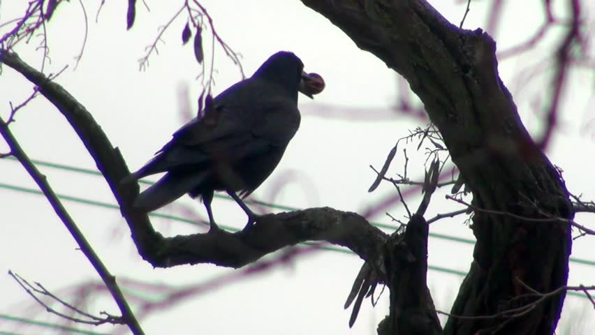Three black crows lyrics