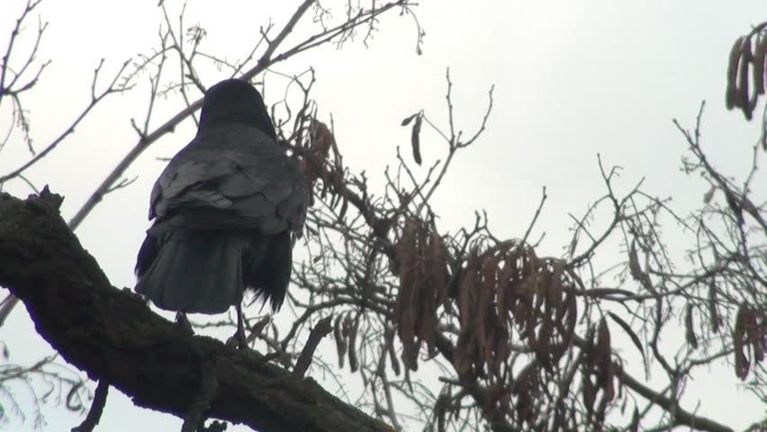 What does it mean when you see three black crows