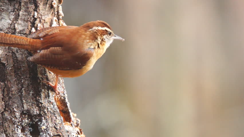 carolina wren thryothorus ludovicianus eating worms carolina wren thryothorus ludovicianus eating worms