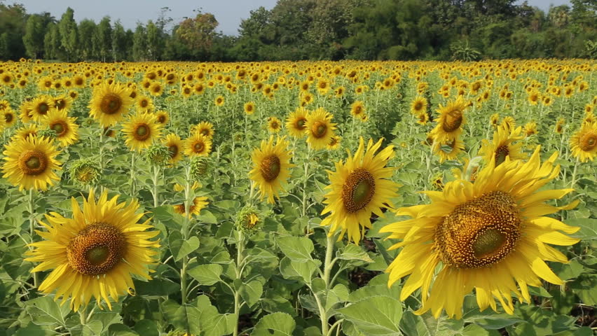 Sunflower In The Field With Wind Blow Stock Footage Video 5544446 