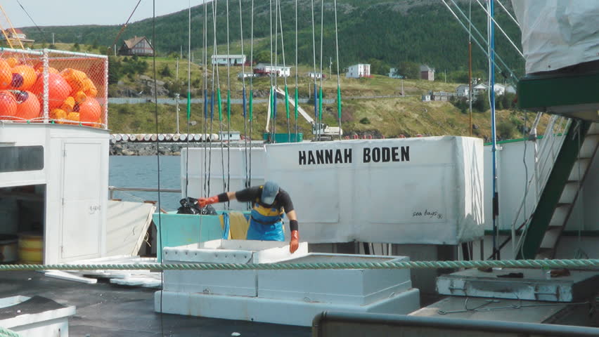 the fishing boat Hannah Boden unload a catch of swordfish, this boat 