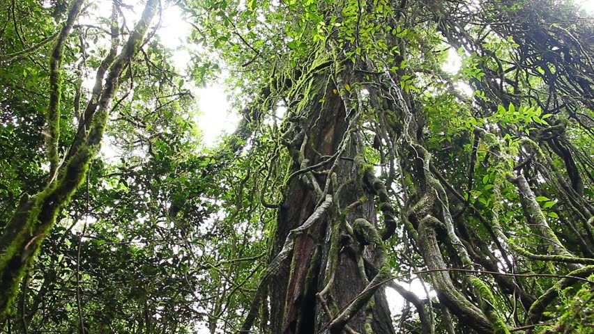 Tree Vines - Rainforest - Australian Landscape This Rainforest