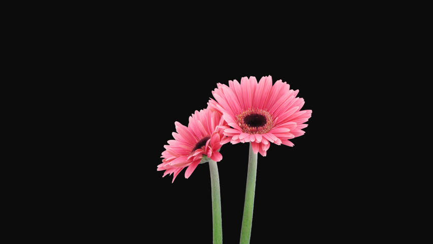 Time-lapse Of Growing And Opening Pink Gerbera Flower 2x4 ...