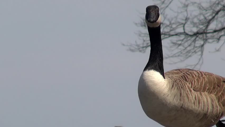 Header of inquisitively