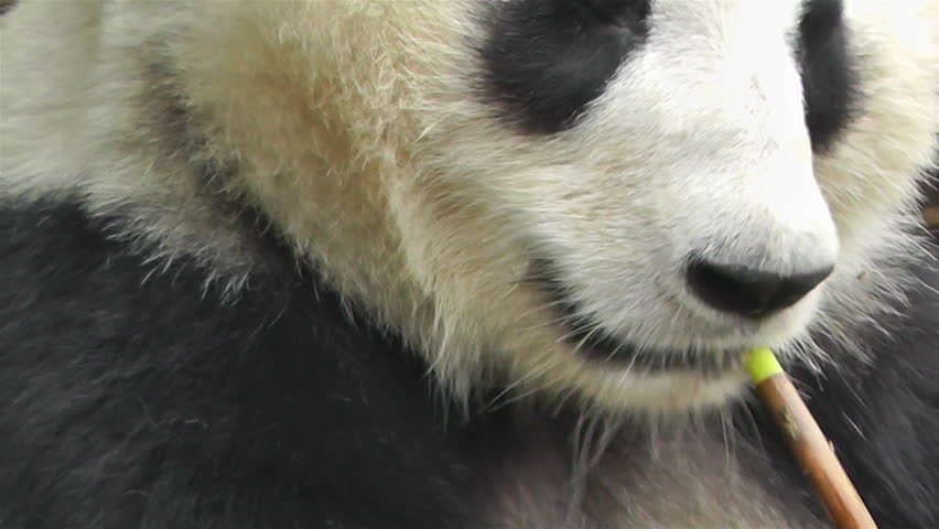 giant panda essay giant panda essay