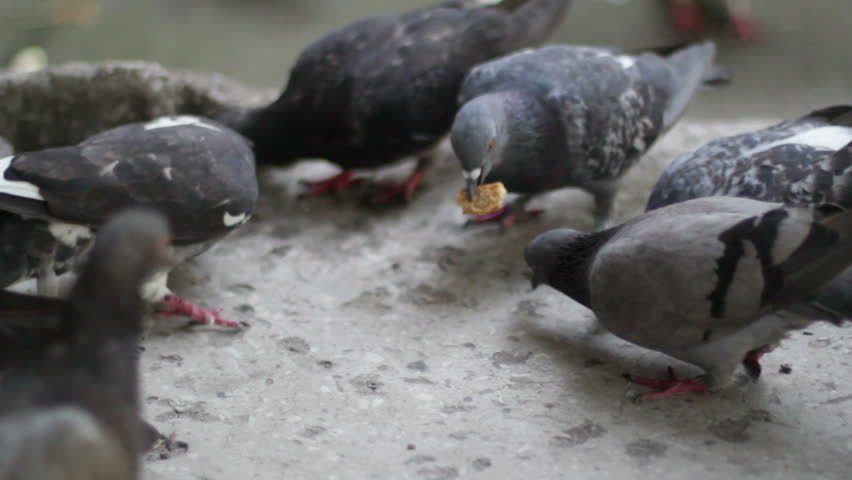 pigeons eat bread 2 stock footage video 6558782 shutterstock pigeons eat bread 2 stock footage video 6558782 shutterstock