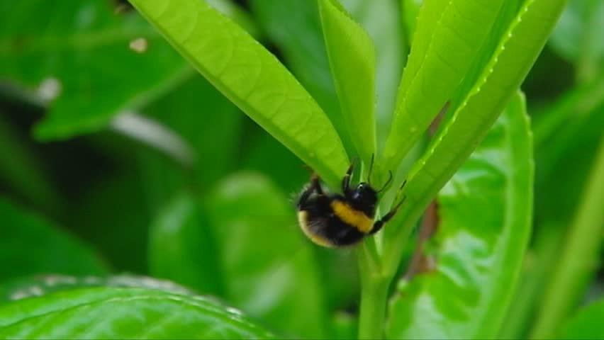 bee-in-high-definition-honey-bee-bumble-bee-in-hd-searching-on-a