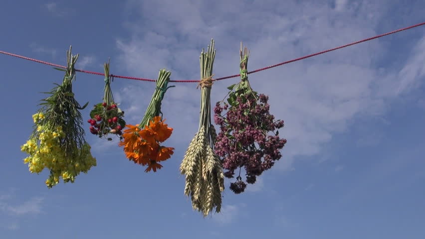 Fresh Summer Medical Herbs Hanging On Red String. Healthy Life Concept ...