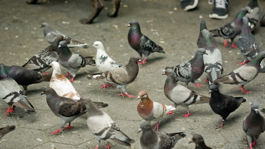 pigeons peck at crumbs on urban square stock footage video pigeons peck at crumbs on urban square stock footage video