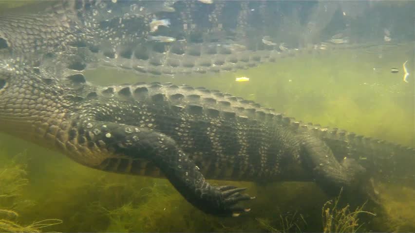 An Amazing Shot Of An Alligator Swimming Underwater. Stock Footage